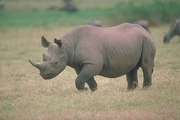 Black Rhinoceros Magnet