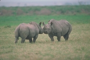 Black Rhinoceros Magnet