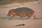 Hippopotamus Poster