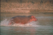 Hippopotamus Poster
