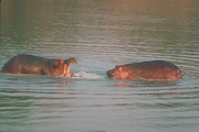 Hippopotamus Magnet