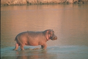 Hippopotamus Poster