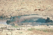 Hippopotamus Magnet