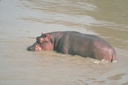 Hippopotamus Magnet