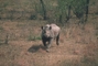Black Rhinoceros picture