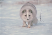 Arctic Fox Mousepad
