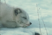 Arctic Fox Mousepad
