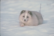 Arctic Fox Mousepad