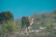 Coyote Mousepad
