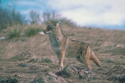Coyote Mousepad