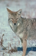 Coyote Mousepad
