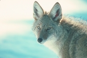 Coyote Magnet