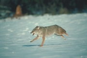 Coyote Mousepad