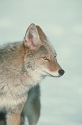 Coyote Mousepad