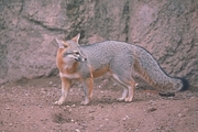 Gray Fox T-Shirt