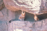 Gray Fox Magnet