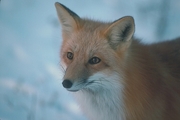 Red Fox Magnet