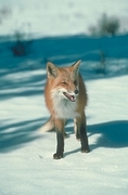 Red Fox Mousepad