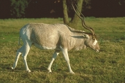 Addax Poster