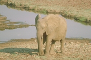 African Elephant T-Shirt