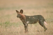 African Wild Dog Mousepad