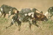 African Wild Dog Mousepad