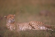 Cheetah T-Shirt