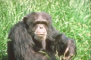 Chimpanzee Poster