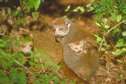 Crowned Lemur Poster