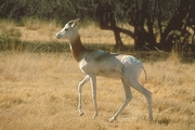 Dama Gazelle Poster