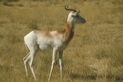 Dama Gazelle Poster