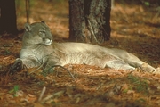 Florida Panther Magnet