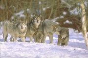 Gray Wolf Magnet