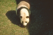 Greater Panda Mousepad