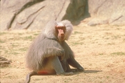 Hamadryas Baboon Poster