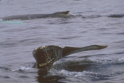 Humpback Whale Magnet
