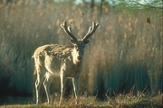 Pere David's Deer Poster