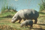 Pigmy Hippopotamus Poster