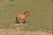 Przewalskii Horse Mousepad