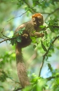 Red Fronted Lemur Poster
