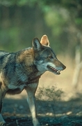 Red Wolf Magnet
