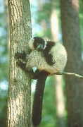 Ruffed Lemur Poster
