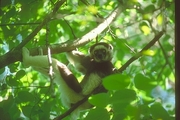 Verreaux Sifaka Poster