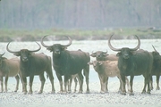 Water Buffalo Magnet