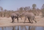 African Elephant picture
