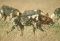 African Wild Dog picture