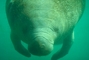 Florida Manatee picture