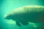 Florida Manatee picture