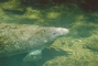 Florida Manatee picture
