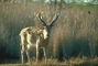 Pere David's Deer picture